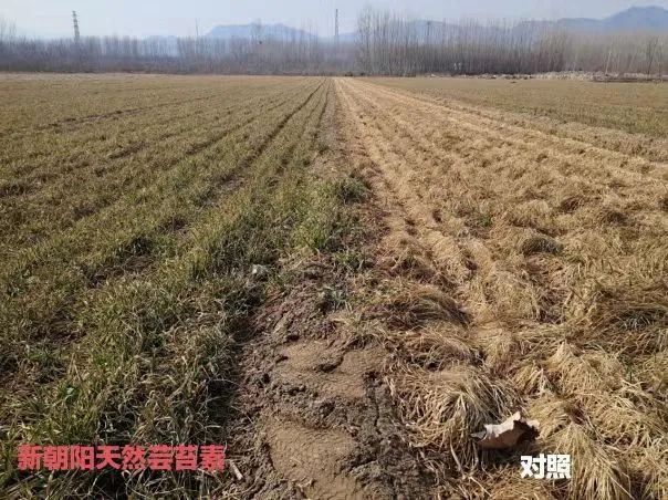 小麥拌種選新朝陽天然蕓苔素，讓小麥高產贏在起跑線上！（小麥在什么時候用蕓苔素效果最佳）