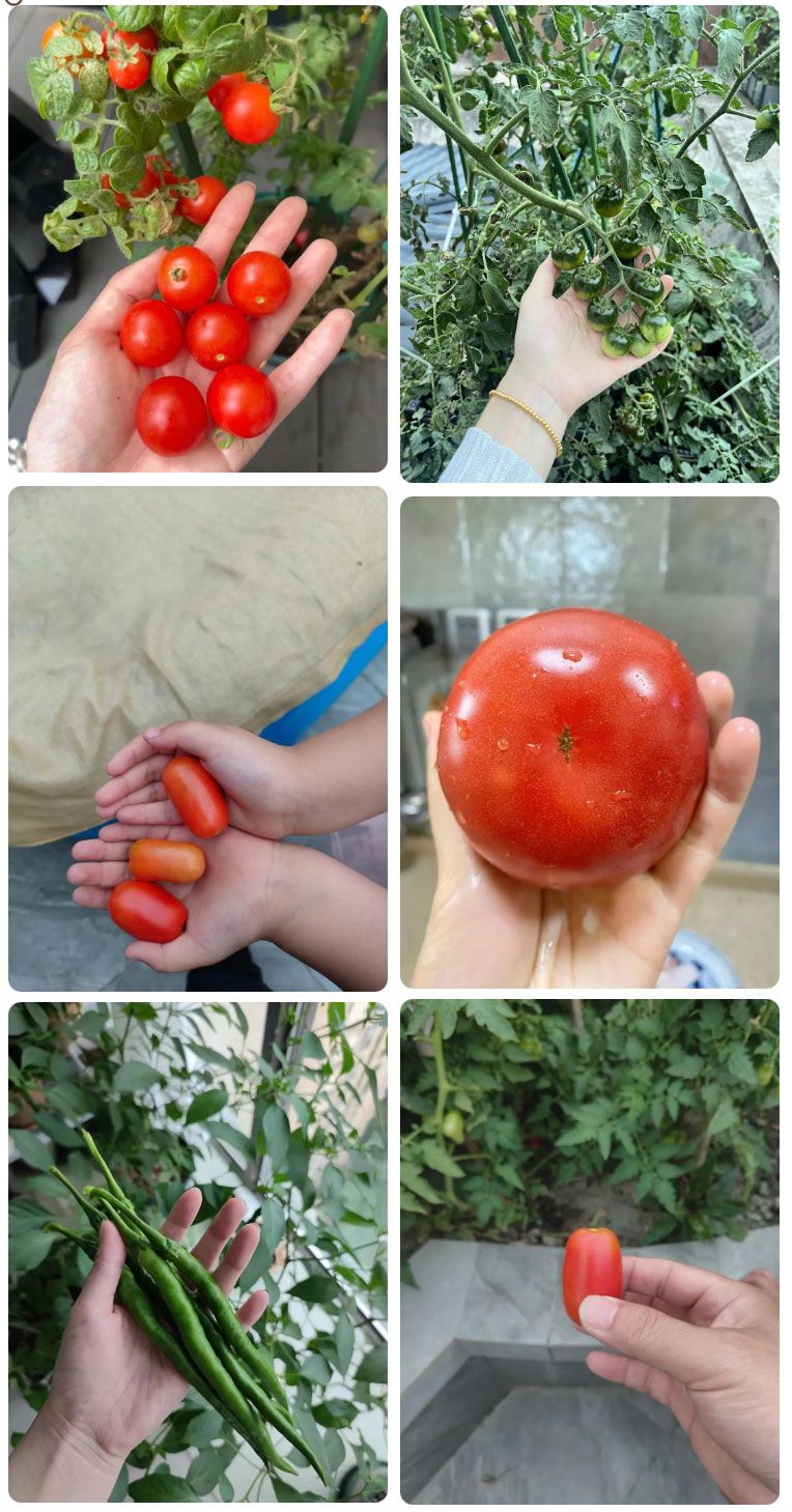 朝陽(yáng)農(nóng)藝師系列活動(dòng) | “零”農(nóng)殘瓜果自己種，豐收喜報(bào)！